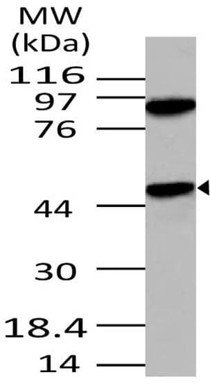 APG4B / ATG4B Antibody (aa150-393)