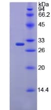 Mouse Chymotrypsin C Protein (Recombinant 6His-T7, N-terminus)