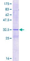 Human DIO1 / TXDI1 Protein (Recombinant GST)