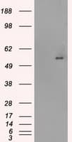 SLC2A5 / GLUT5 Antibody (clone OTI9F3, Carrier-free)