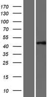 PTAR1 Protein (Over-Expression Lysate Myc-DDK (Flag))