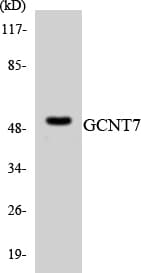 GCNT7 Antibody (aa300-349)