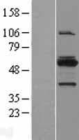 MYBPH Protein (Over-Expression Lysate Myc-DDK (Flag))