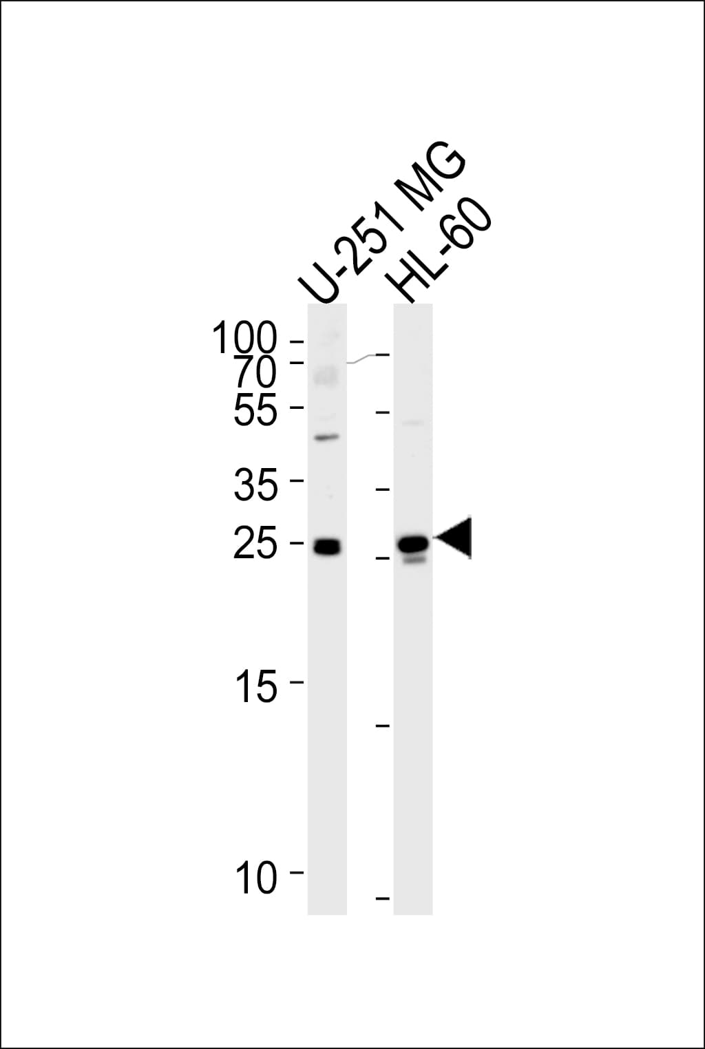 WIBG Antibody (aa12-40)