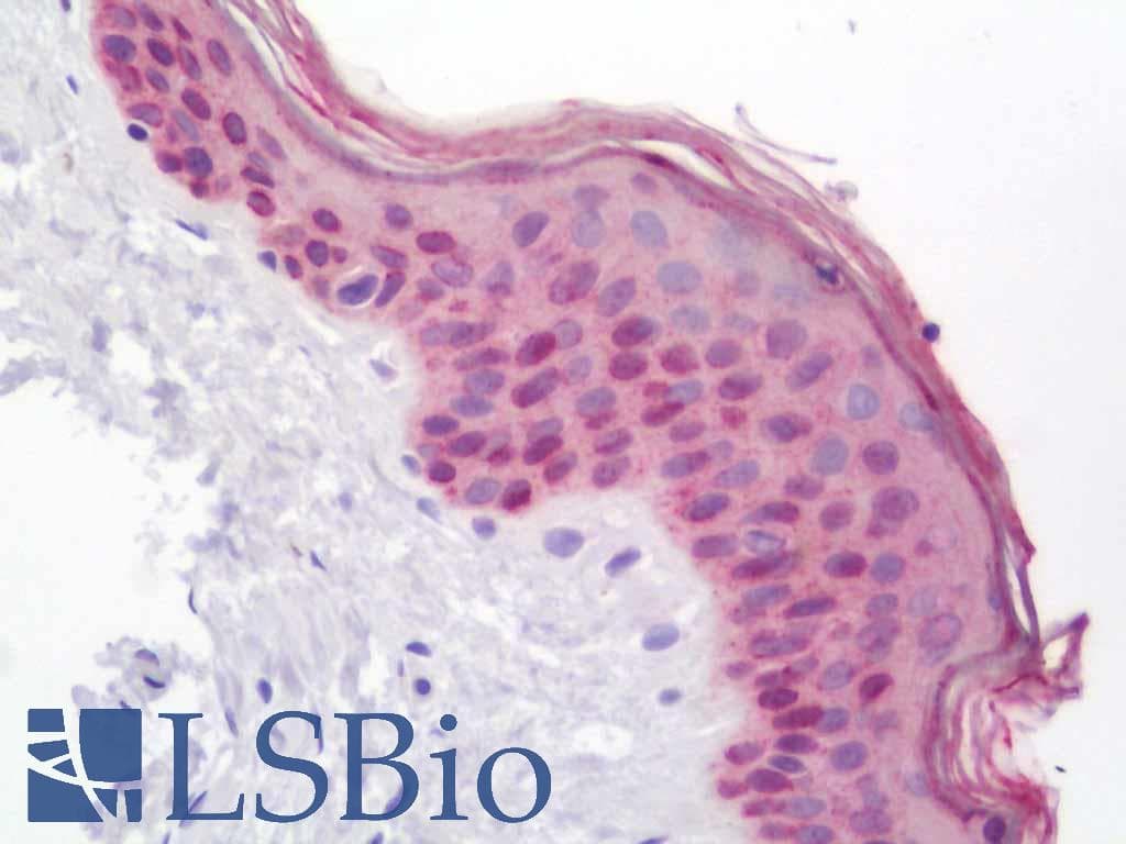 IHC-plus™ MEIS1 Antibody (aa229-278)
