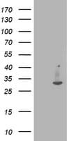 IFI35 Antibody (clone OTI2B9)