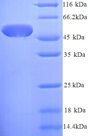 E. coli surA Protein (Recombinant His)