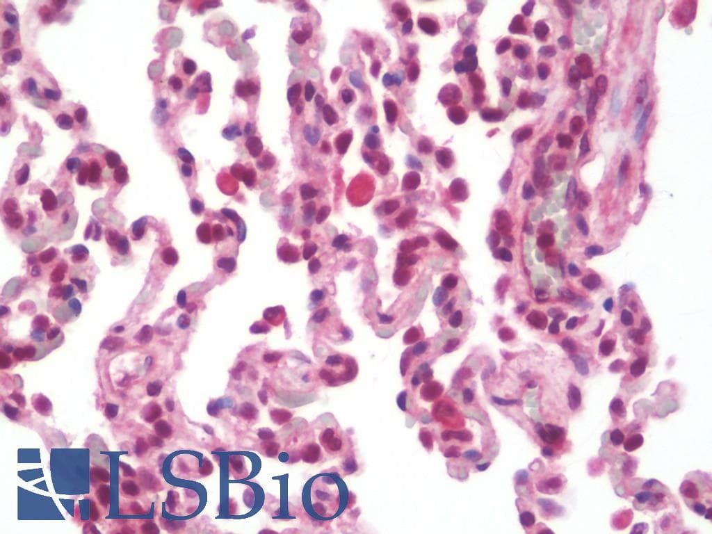 IHC-plus™ SPOPL Antibody (aa221-249)