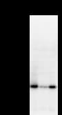 EMC8 / COX4NB Antibody (clone 2643C6a)