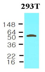 Monoclonal Mouse anti-Human NAMPT / Visfatin Antibody (clone 4D5, aa1-491, WB)