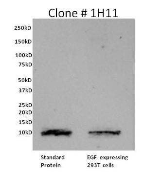 Monoclonal Mouse anti-Human EGF Antibody (clone 1H11, IF, WB)