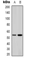 SGK1 / SGK Antibody (C-Terminus)