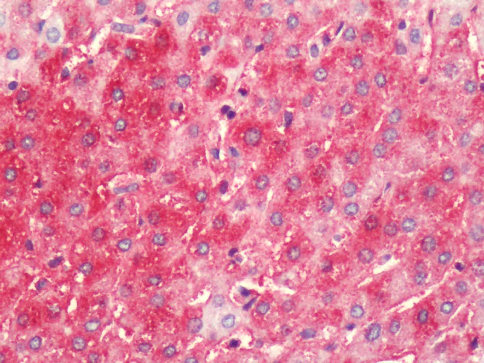 IHC-plus™ HRH4 / Histamine H4 Receptor Antibody (C-Terminus)