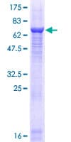 Human MYO5C Protein (Recombinant GST)