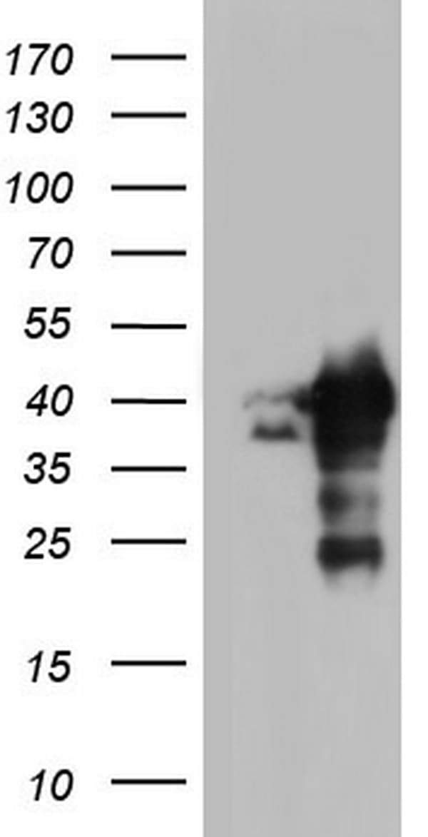 NRBF2 Antibody (clone OTI2A6, Carrier-free)