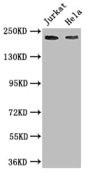 Polyclonal Rabbit anti-Human DOCK7 Antibody (IF, WB)