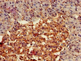 FZD4 / Frizzled 4 Antibody