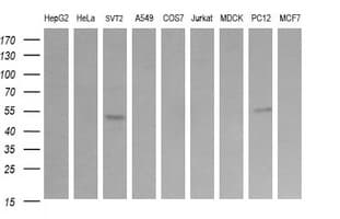 TRIM38 Antibody (clone OTI2A4)