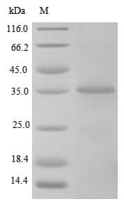 Rat TGFB1 / TGF Beta 1 Protein (Recombinant 6His, N-terminus)
