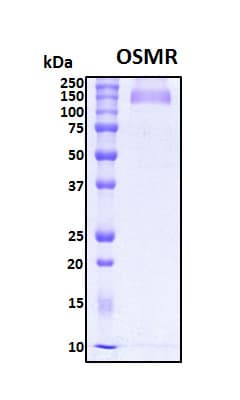 Human OSMR / IL-31R-Beta Protein (Recombinant His, N-Terminal)