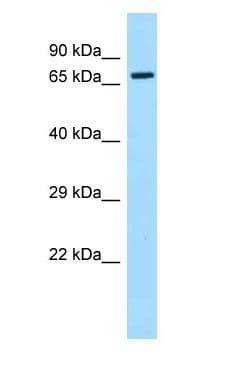 MSN / Moesin Antibody (aa368-417)