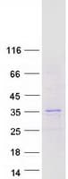 Human HES4 Protein (Recombinant Myc-DDK (Flag))