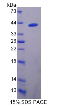 Mouse DNAJB1 / Hsp40 Protein (Recombinant His-T7)
