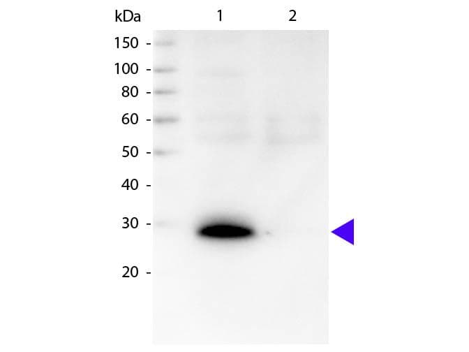 Goat Anti-Human Kappa Light Chain Secondary Antibody (Biotin)