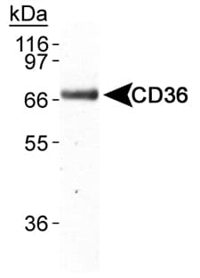 CD36 Antibody (clone D-2712, DY488)