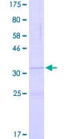Human DEFB109 Protein (Recombinant GST)