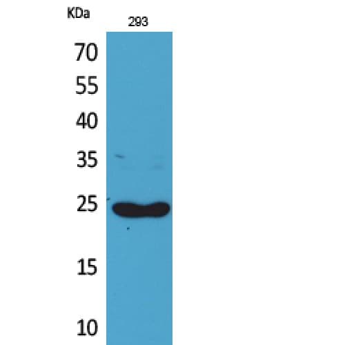XCL1 / Lymphotactin Antibody (51-100 aa, Internal)