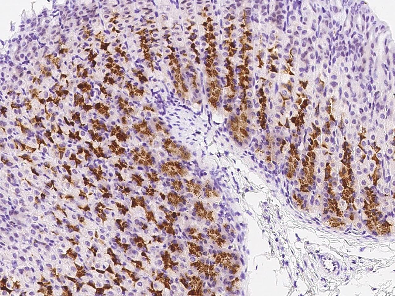 Polyclonal Rabbit anti-Mouse GRM1 / MGLUR1 Antibody (Preservative Free, IHC)