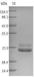 Arabidopsis thaliana BAS1 Protein (Recombinant 6His, N-terminus)