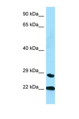 Polyclonal Rabbit anti-Mouse PPIC / Cyclophilin C Antibody (aa35-84, WB)