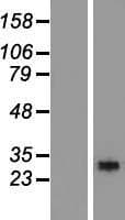 RGS18 Protein (Over-Expression Lysate Myc-DDK (Flag))