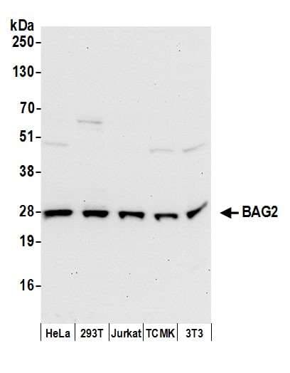 BAG2 Antibody (aa1-50)
