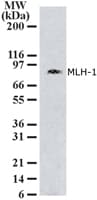 MLH1 Antibody (aa387-403, clone 164C819)