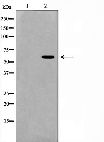 MUTYH / MYH Antibody