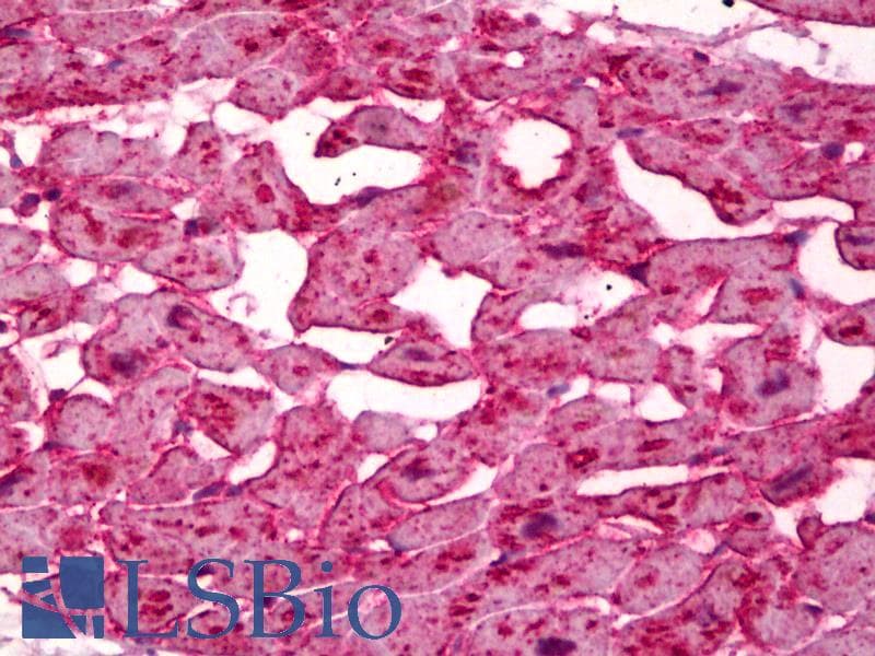 PathPlus™ Monoclonal Mouse anti-Human FABP3 / H-FABP Antibody (clone CC68, IHC, WB)
