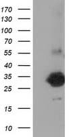 ZFAND2B Antibody (clone OTI3E3)