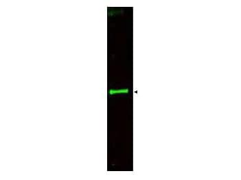 SLIT3 Antibody
