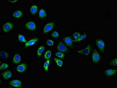 IZUMO1 / IZUMO Antibody