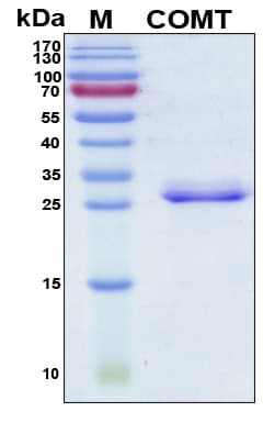 Human COMT Protein (Recombinant His, N-Terminal)