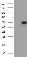 CD5 Antibody (clone OTI2G8)