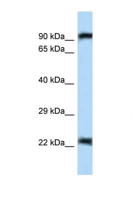 Polyclonal Rabbit anti-Mouse NIRF / UHRF2 Antibody (aa24-73, WB)