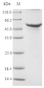 Rabbit APOE / Apolipoprotein E (Recombinant 10His-B2M, N-terminus + Myc, C-terminus)