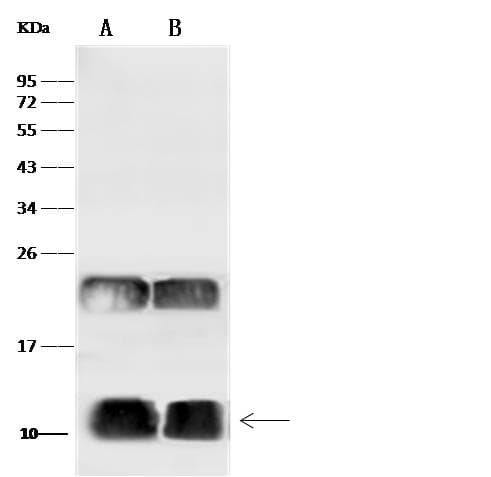 UBA52 Antibody (Preservative Free)