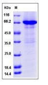 Human CCNE1 / Cyclin E1 Protein (Recombinant His-GST, N-terminus)