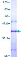 Human IL6ST / CD130 / gp130 Protein (Recombinant GST, N-terminus)