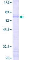 Human JUNB / JUN-B Protein (Recombinant GST)